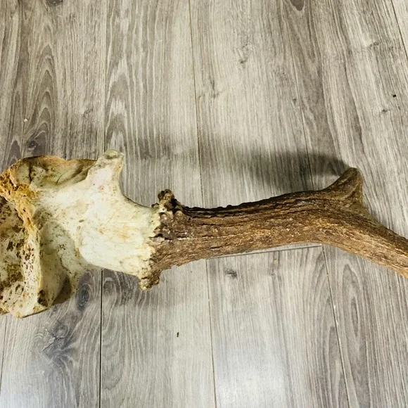 Naturally Shed Wild Moose Antler (Horn, Knife, Carving, Chew, Taxidermy) - Picture 4 of 8